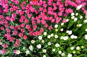 JKW_8176eweb Pink and White Tulips from Above.jpg